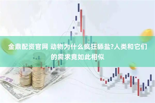 金鼎配资官网 动物为什么疯狂舔盐?人类和它们的需求竟如此相似